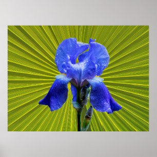 Irisbloem Poster