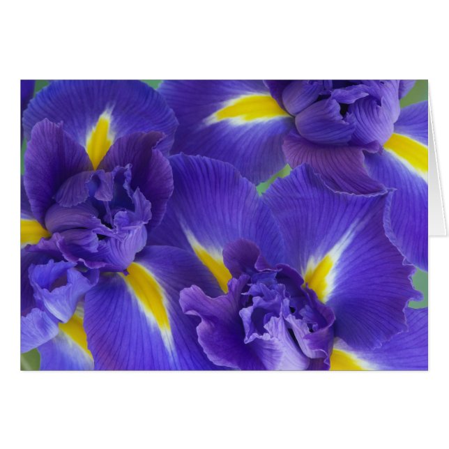 Irisbloemen (Voorkant Horizontaal)