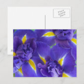 Irisbloemen Briefkaart (Voorkant / Achterkant)