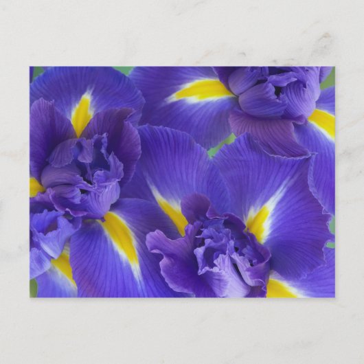 Irisbloemen Briefkaart (Voorkant)