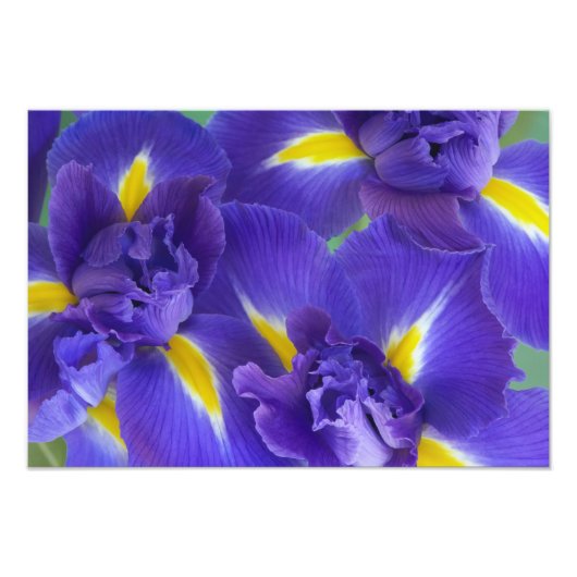 Irisbloemen Foto Afdruk (Voorkant)