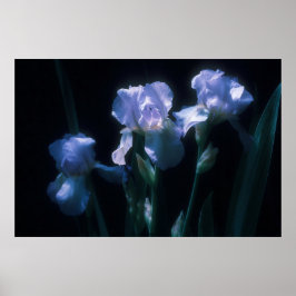 Irisbloemen in de schemering poster