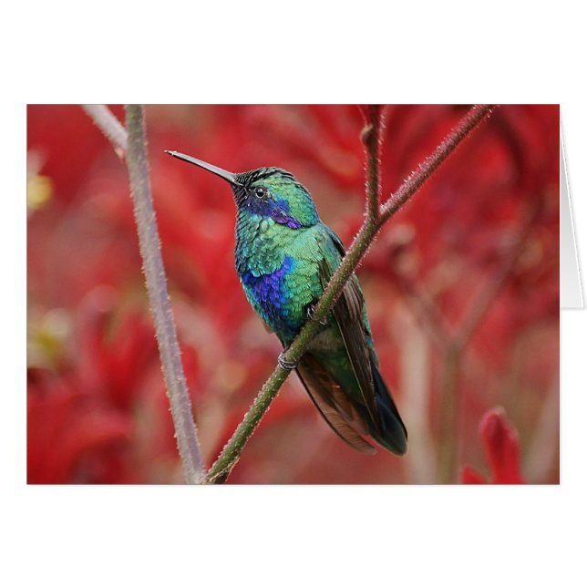 Iriserend glans (Voorkant Horizontaal)