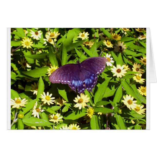 Iriserende blauw paars met zwarte vlinder vleugels (Voorkant Horizontaal)