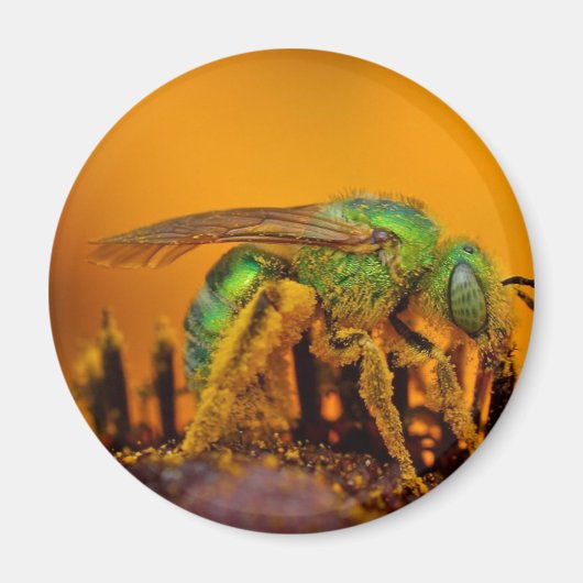 Iriserende groene zweetbijen magneet (Voorkant)