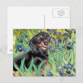 Irises - Dachsund (BT4) Briefkaart (Voorkant / Achterkant)