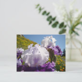 Irises Flower meadow postkaart Paars White Iris (Staand voorkant)