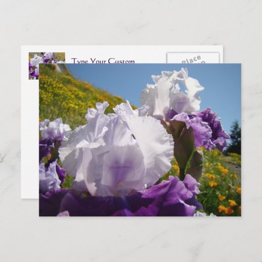 Irises Flower meadow postkaart Paars White Iris (Voorkant / Achterkant)