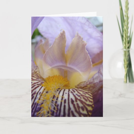 IRISES IRIS Flowers WENSKAARTEN Note CARDS Kaart (Voorkant)