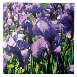 Irises Princess Royal Smith Tegeltje