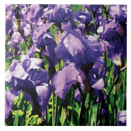 Irises Princess Royal Smith Tegeltje (Voorkant)