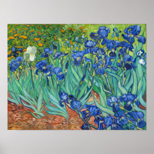Irises van Van Gogh Poster