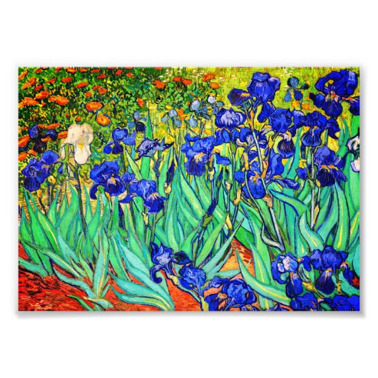 Irises van Vincent Van Gogh Foto Afdruk (Voorkant)