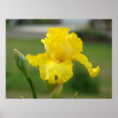 IRISES Yellow Iris Flowers Art Prints Posters (Voorkant)