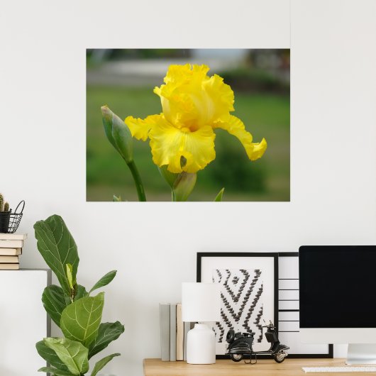 IRISES Yellow Iris Flowers Art Prints Posters (Thuiskantoor)