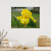 IRISES Yellow Iris Flowers Art Prints Posters (Keuken)