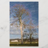 Irish Beech Trees Briefpapier (Voorkant)