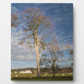 Irish Beech Trees Fotoplaat (Voorkant)