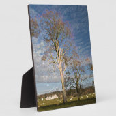 Irish Beech Trees Fotoplaat (Zijkant)