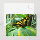 Irish Butterfly Briefkaart (Voorkant / Achterkant)