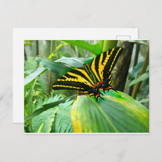 Irish Butterfly Briefkaart (Voorkant / Achterkant)