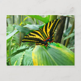 Irish Butterfly Briefkaart