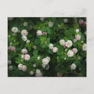 Irish Clovers 4 Leaf Leaves Lucky St. Patricks Day Briefkaart