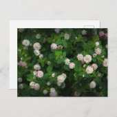 Irish Clovers 4 Leaf Leaves Lucky St. Patricks Day Briefkaart (Voorkant / Achterkant)