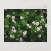 Irish Clovers 4 Leaf Leaves Lucky St. Patricks Day Briefkaart (Voorkant)