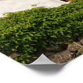 Irish Cottage Poster (Hoek)