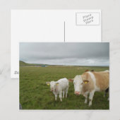 IRISH COWS BRIEFKAART (Voorkant / Achterkant)