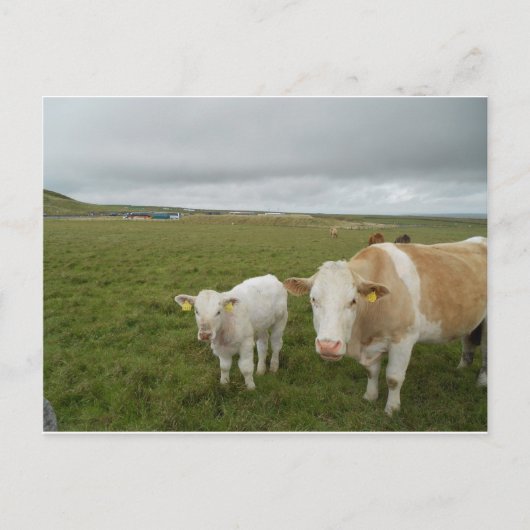 IRISH COWS BRIEFKAART (Voorkant)