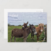 Irish Donkey and Horse, Ireland Briefkaart (Voorkant / Achterkant)