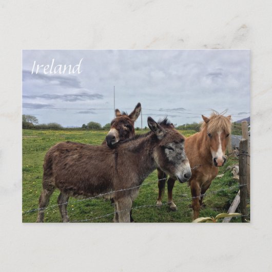 Irish Donkey and Horse, Ireland Briefkaart (Voorkant)