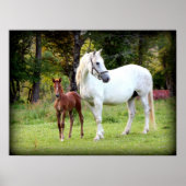 Irish Draft Horse Poster (Voorkant)