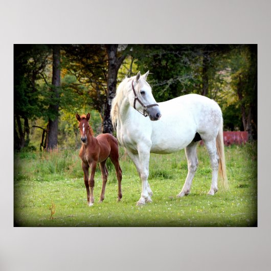 Irish Draft Horse Poster (Voorkant)