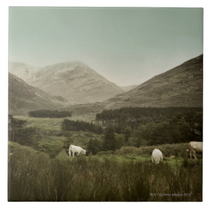Irish Mountain Scene Tegeltje