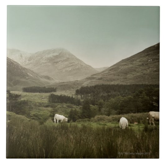 Irish Mountain Scene Tegeltje (Voorkant)