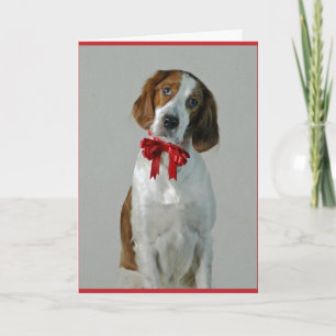Irish Red and White Setter Cookies Holiday Card Kaart