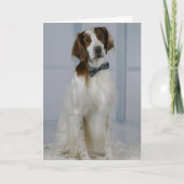 Irish Red and White Setter "Hero Card" Kaart (Voorkant)