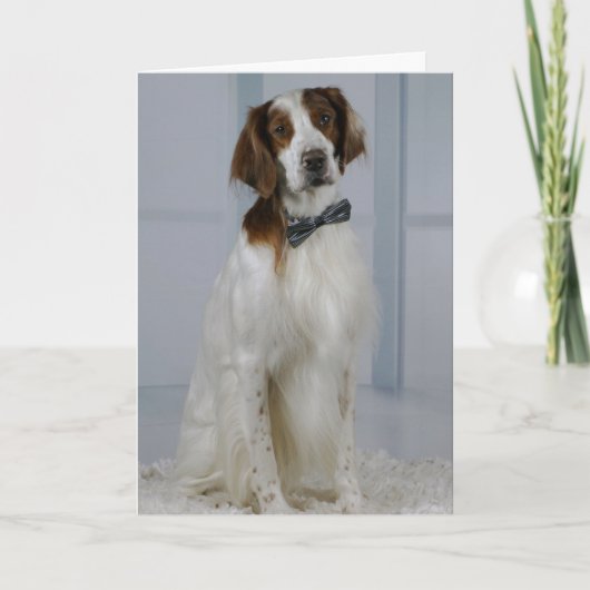 Irish Red and White Setter "Hero Card" Kaart (Voorkant)