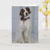 Irish Red and White Setter "Hero Card" Kaart (Gele Bloem)