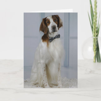 Irish Red and White Setter "Hero Card" Kaart