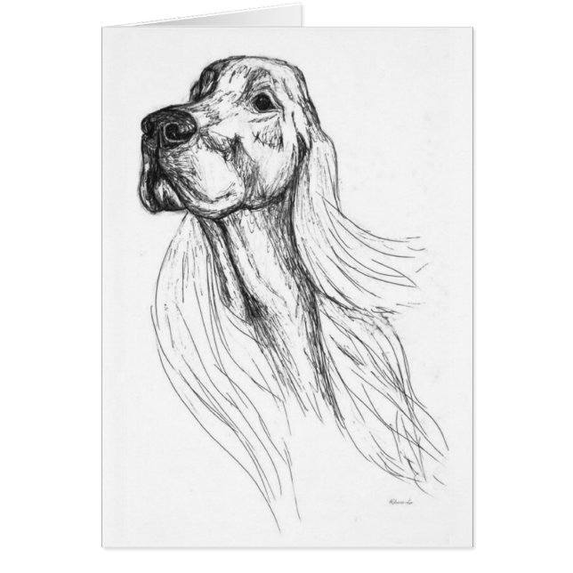 Irish Setter (Voorkant)