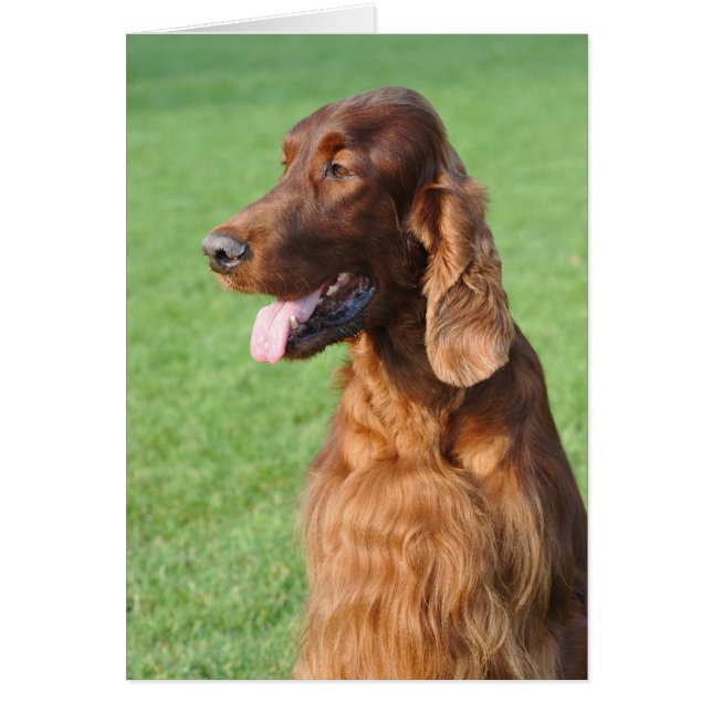 Irish Setter (Voorkant)