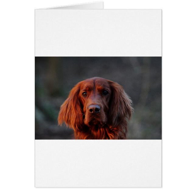 Irish Setter (Voorkant)
