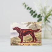 Irish Setter 1900 Illustration of Sporting Dog Briefkaart (Staand voorkant)