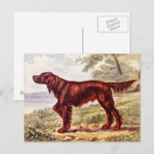 Irish Setter 1900 Illustration of Sporting Dog Briefkaart (Voorkant / Achterkant)