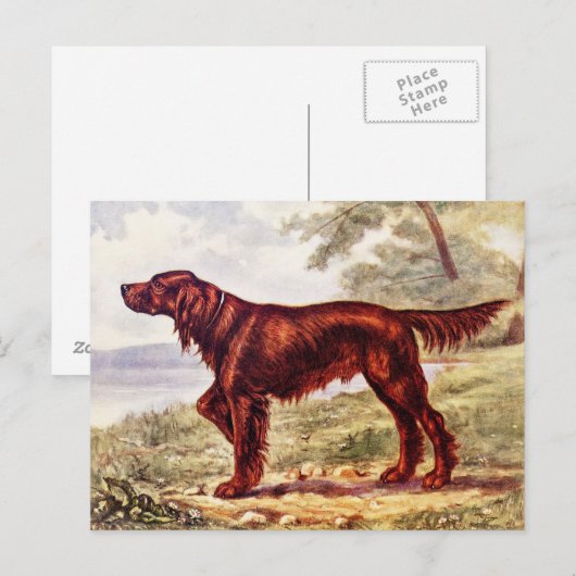 Irish Setter 1900 Illustration of Sporting Dog Briefkaart (Voorkant / Achterkant)