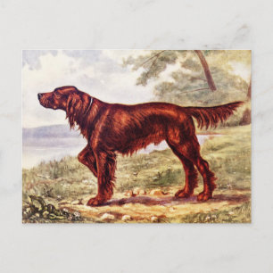 Irish Setter 1900 Illustration of Sporting Dog Briefkaart
